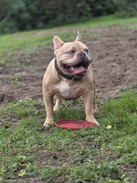 Franse bull reu (3) old English bull teef (2) - afbeelding 4