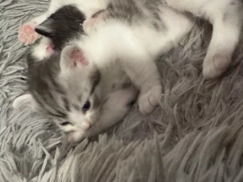 Schattige kitten - afbeelding 2