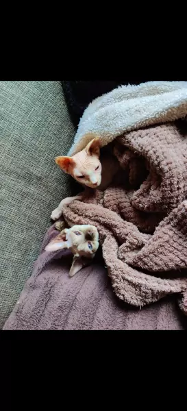 2 lieve Sphynxen - afbeelding 3