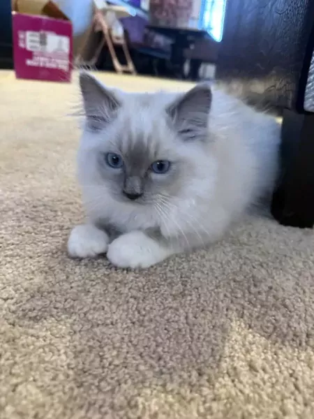 Ragdoll broertjes aangeboden - afbeelding 6