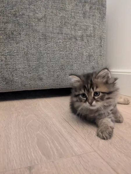 Super lieve langharige kitten - Cyborg - afbeelding 2