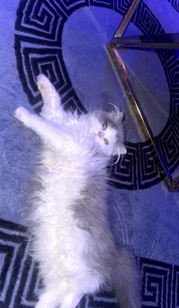 Prachtige Ragdoll × Britse Langhaar - afbeelding 2