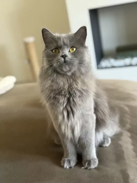 Lieve britse langhaar Lana (1jaar) - afbeelding 1