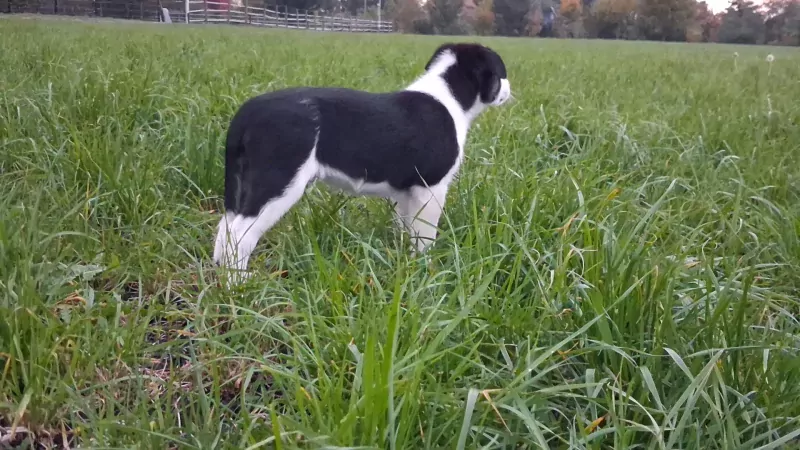 Sportieve border collie pup zoekt zijn mand - afbeelding 5