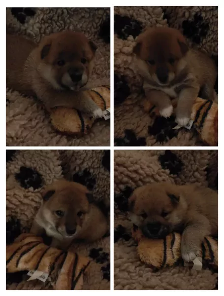 nestjes