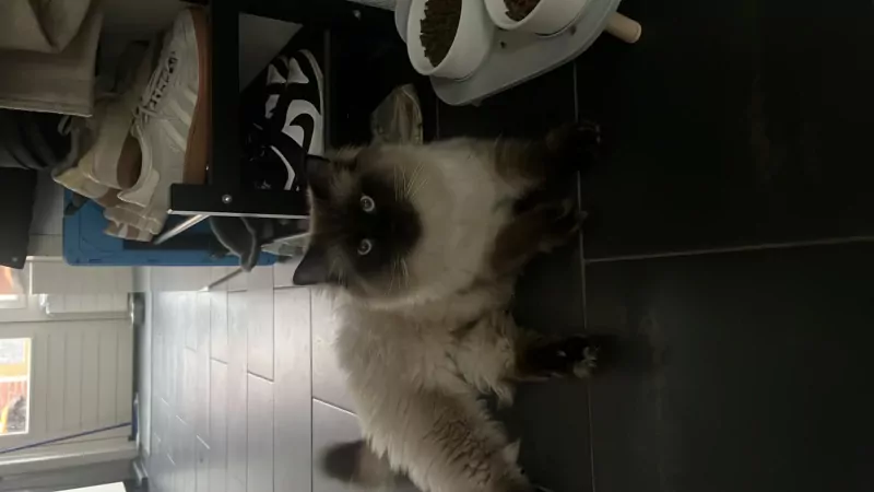 Milo en Moos 2 ragdolbroertjes - afbeelding 4