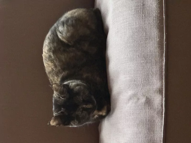 Kittens, zes maanden, gratis, gevaccineerd en gecastreerd - afbeelding 2