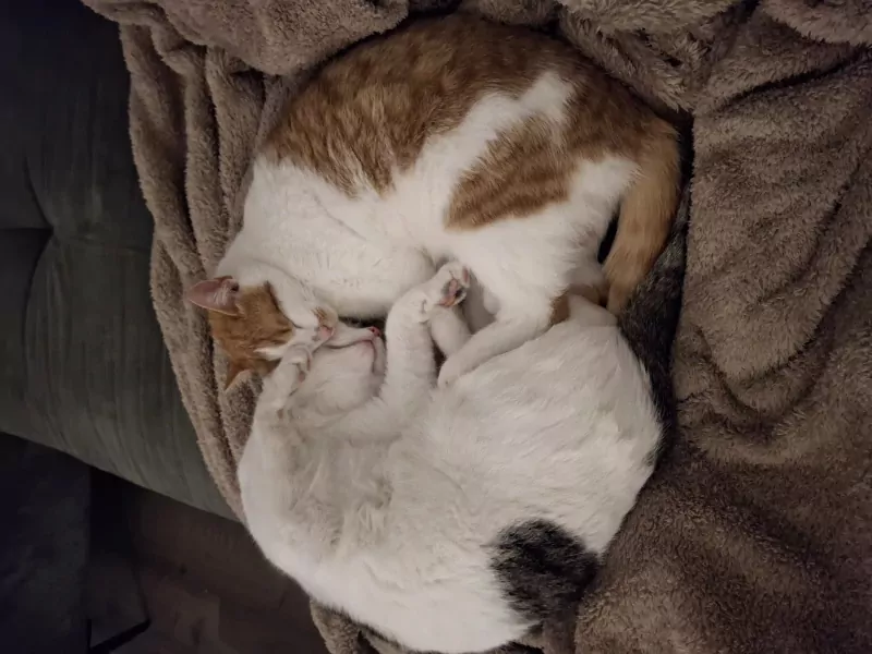 2 lieve katten te koop - afbeelding 3