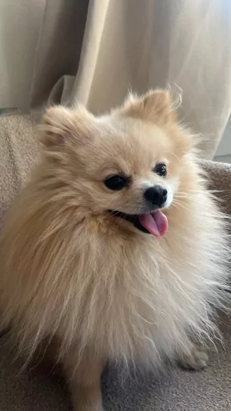 Wij zoeken een nieuw, liefdevol thuis voor onze lieve Snowy - afbeelding 1