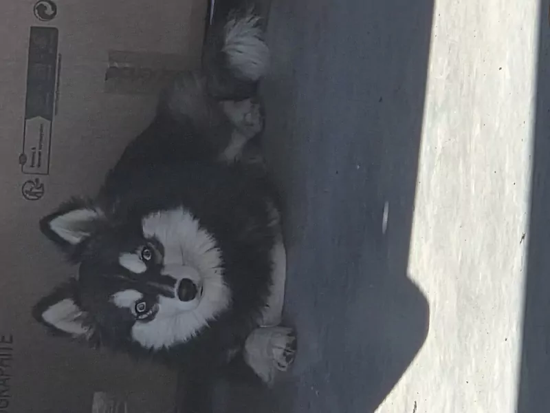 2 Pomsky  te koop - afbeelding 4