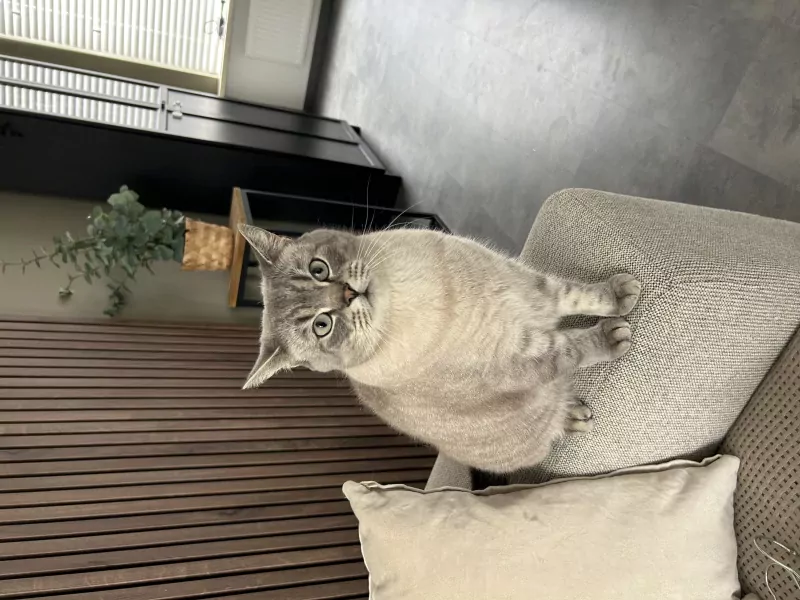 Britse korthaar Coco - afbeelding 3