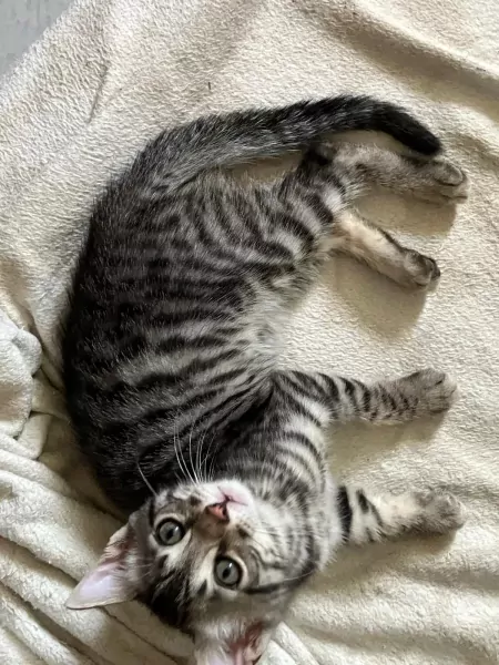Twee lieve Bengaalse kittens - afbeelding 4