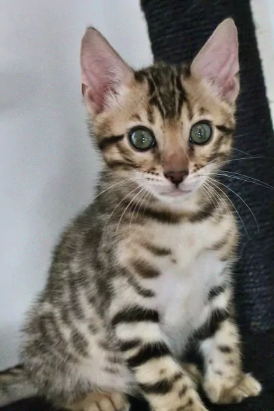 Bengaalse kater te koop - afbeelding 4