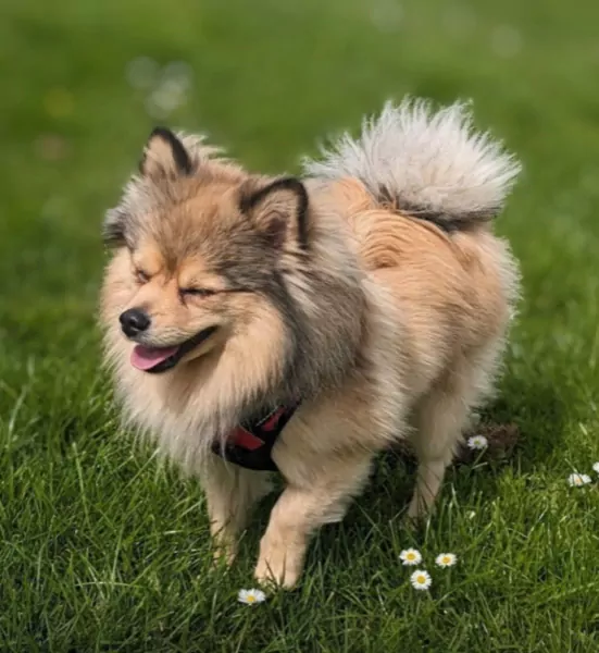 Pomchi te koop 2jaar - afbeelding 3