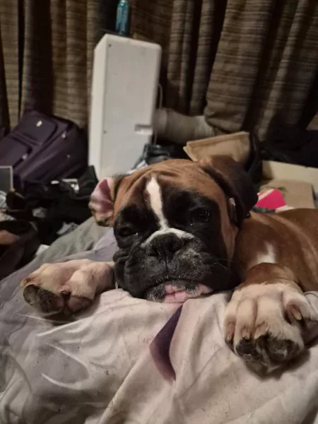 Jonge boxer reu - afbeelding 6