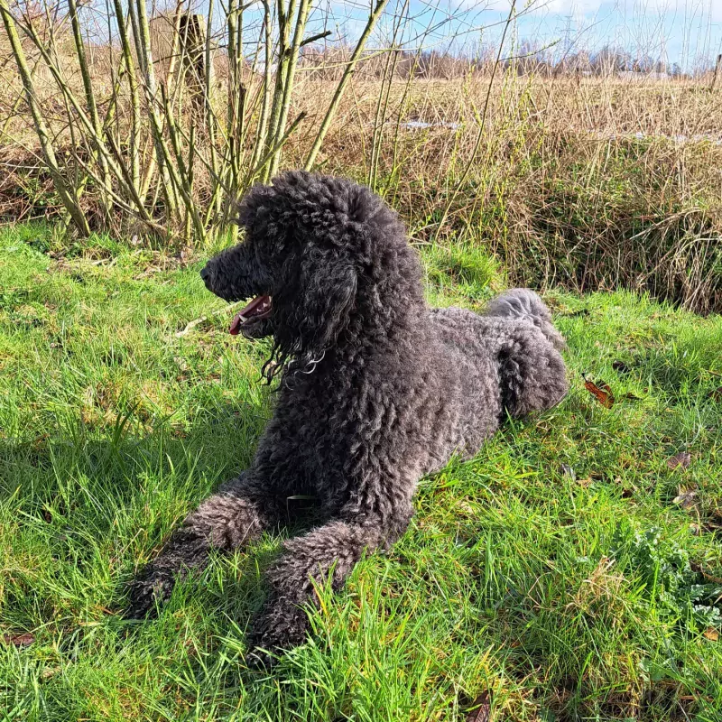 Gesteriliseerde grote poedel zoekt 4ever home - afbeelding 3