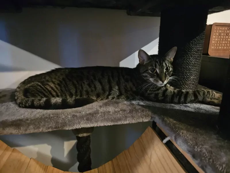 2 bijna 1jarige kittens te koop - afbeelding 1