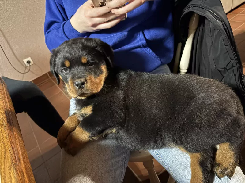 Rotweiler pup te koop - afbeelding 4
