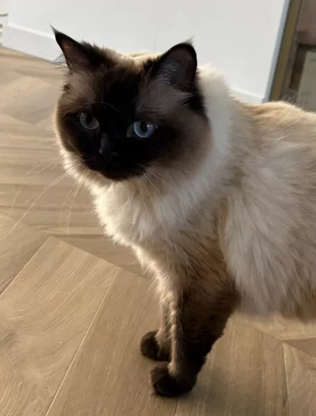 Ragdoll poes (3jaar) zoekt nieuw thuis - afbeelding 2
