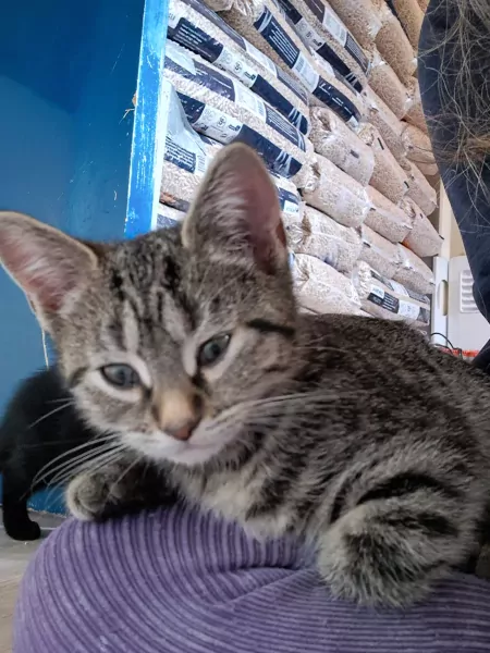 Lieve mix kitten zoekt forever home - afbeelding 1