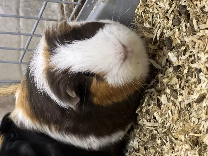 4 cavias for free - afbeelding 3