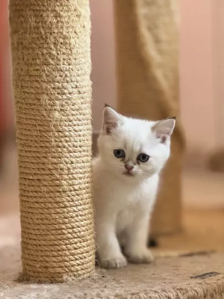 2 prachtige kittens (BKH + Siamees) - afbeelding 4