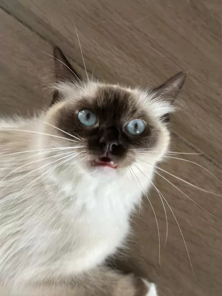 Mooie 100% ragdoll poes zonder stamboom - afbeelding 6