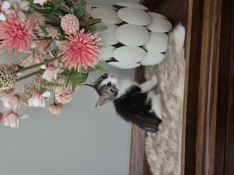 Super schattige kittens - afbeelding 5