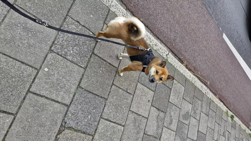 Shiba inu zoekt een nieuwe baasje - afbeelding 2