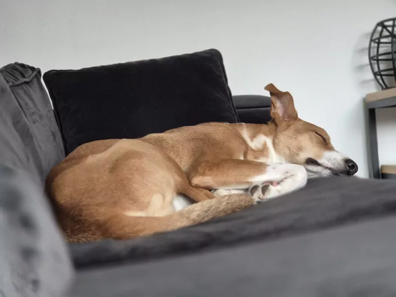 Lieve hond! - afbeelding 4