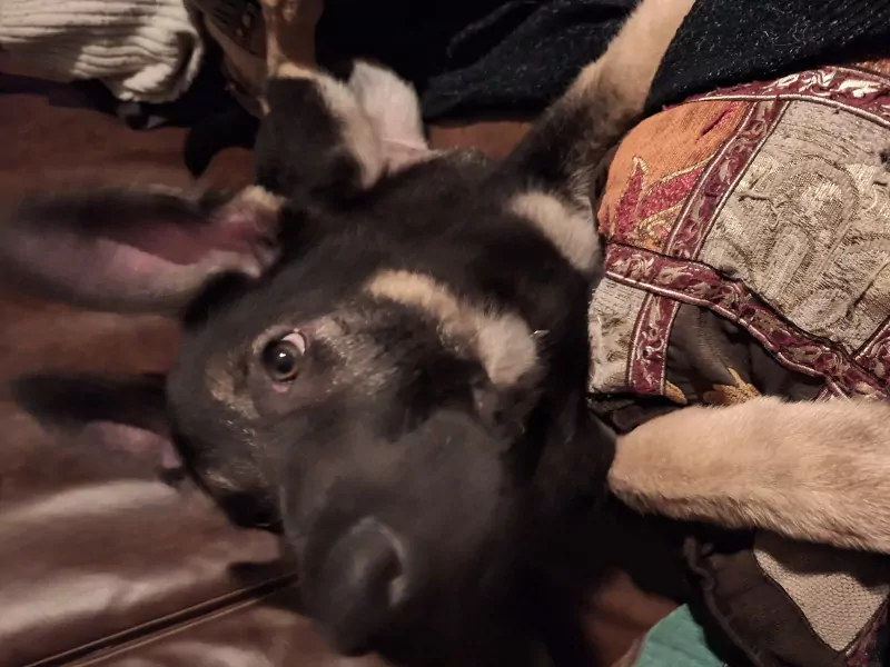 🩷 Duitse herder pup met fci stamboom - afbeelding 4