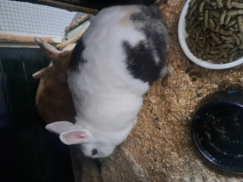 Lieve konijnen - afbeelding 6