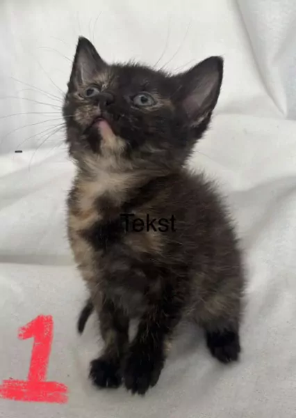 4 lieve mooie dames kittens - afbeelding 2