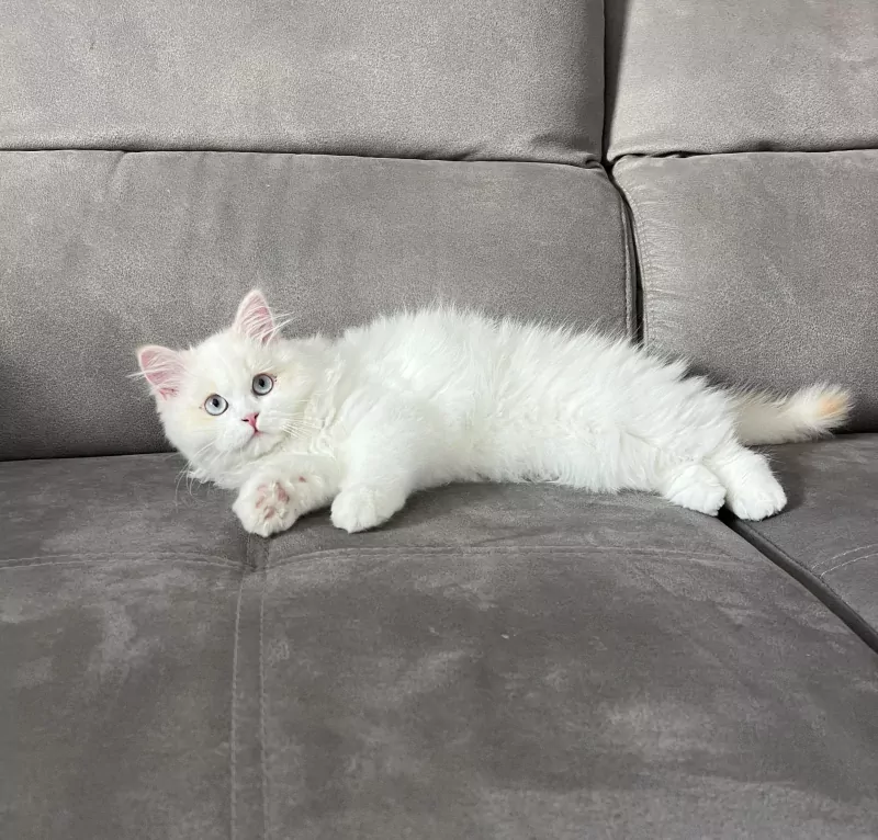 Speels Selkirk Rex katertje zoekt liefdevol thuis - afbeelding 6