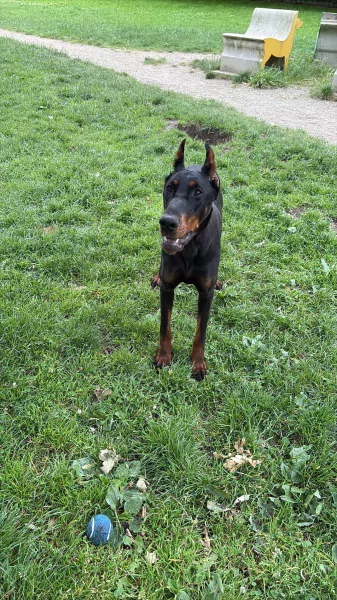 Doberman - afbeelding 3