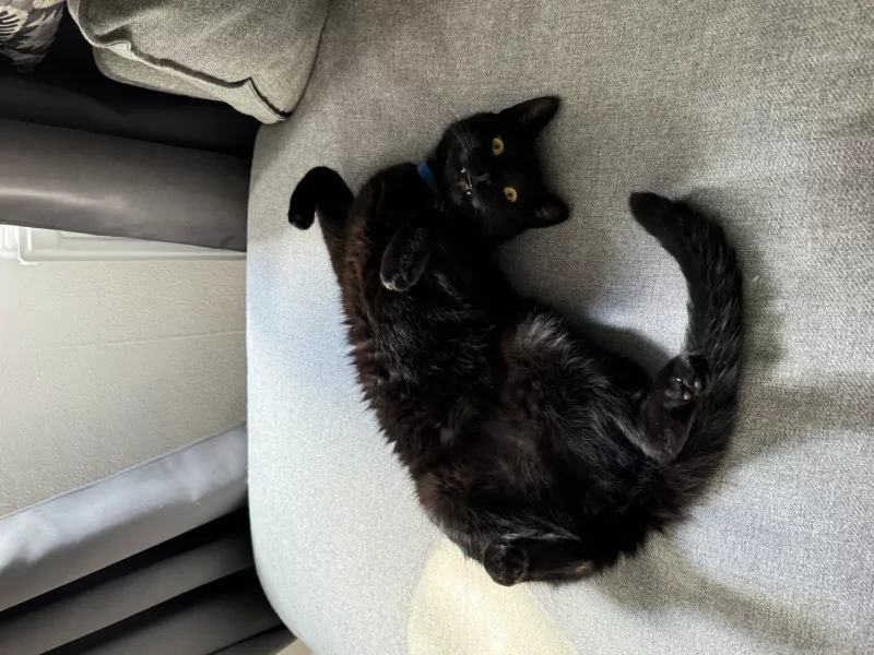 Lieve kater zoekt nieuw thuis - afbeelding 5