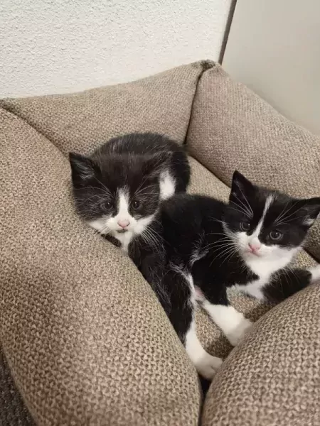 Tuxedo kittens - afbeelding 2