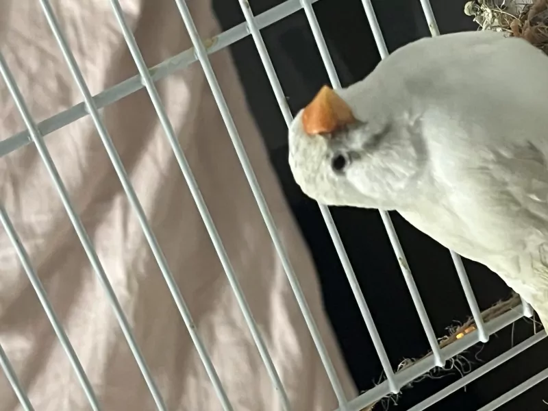 Zebravink Poppetjes - afbeelding 5