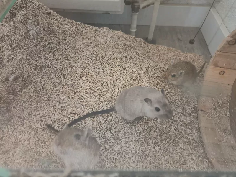Gerbils + bak te koop - afbeelding 4