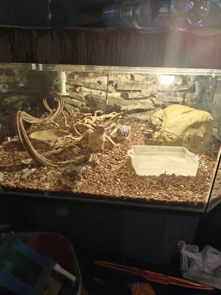 phytons te koop - afbeelding 3