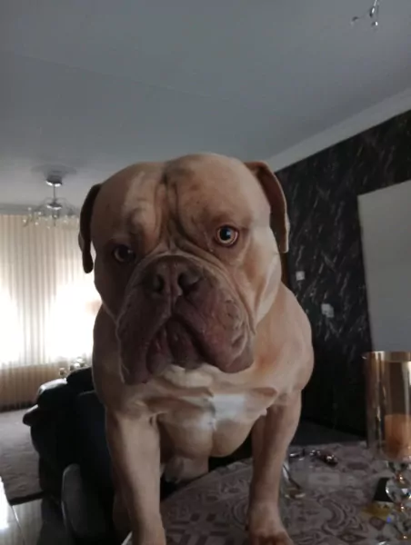 American bully - afbeelding 3