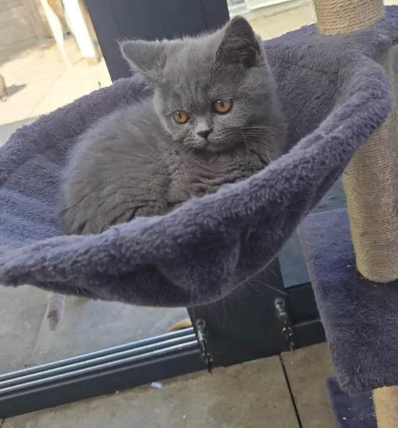 Britse korthaar Kitten (kater) - afbeelding 1