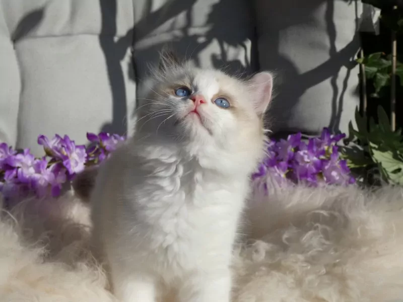 Raszuivere Ragdoll kittens uit geteste ouders met stamboom. - afbeelding 3