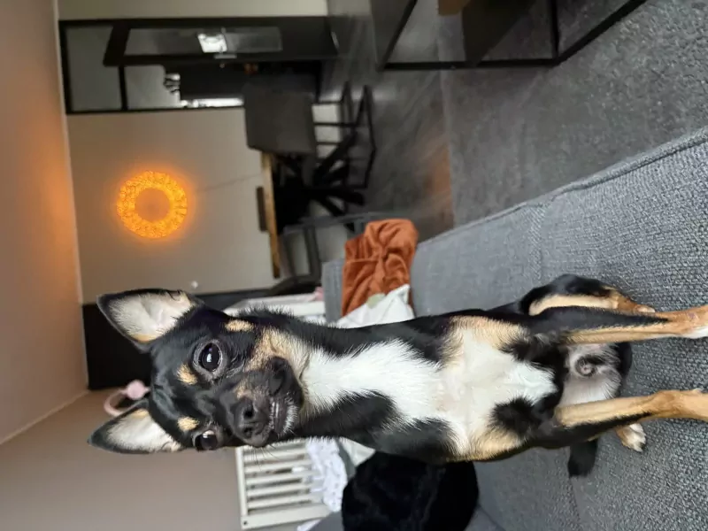 Hond verkopen chihuahua /dwergpincher - afbeelding 2