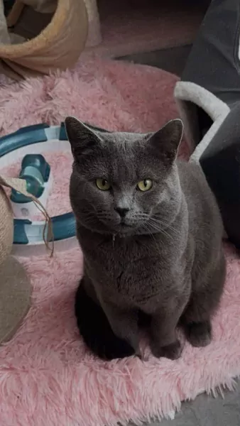 Britse korthaar kater van 1 jaar te koop - afbeelding 3