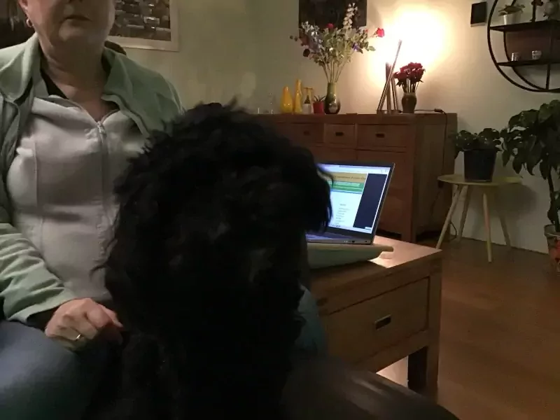 Heel lieve Cockapoo - afbeelding 4