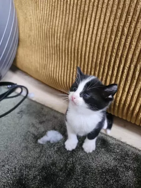 Tuxedo kittens - afbeelding 4