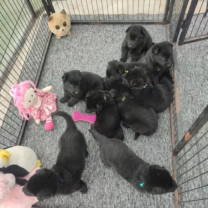Prachtige zwarte Duitse Herder pups - afbeelding 3