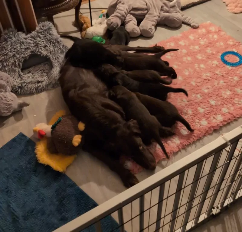 Nog een teefje lever kleur niet besproken - afbeelding 1