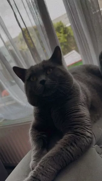 Britse korthaar kater van 1 jaar te koop - afbeelding 2